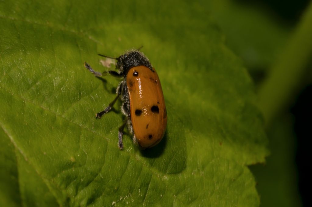 Lachnaia italica, Chrysomelidae